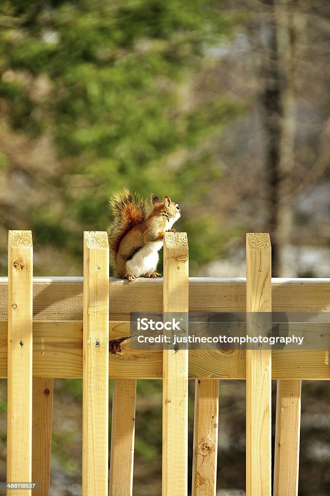 Brown squirrel Animal Stock Photo