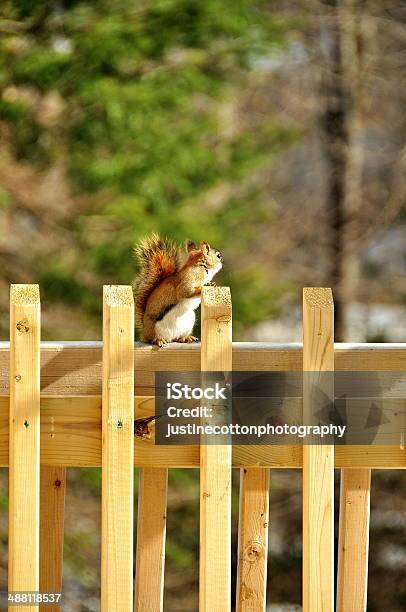 Brown Squirrel Stock Photo - Download Image Now - Animal, Animal Hair, Brown