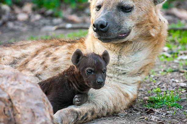 istock Spotted hyena (Crocuta crocuta) baby 488119239