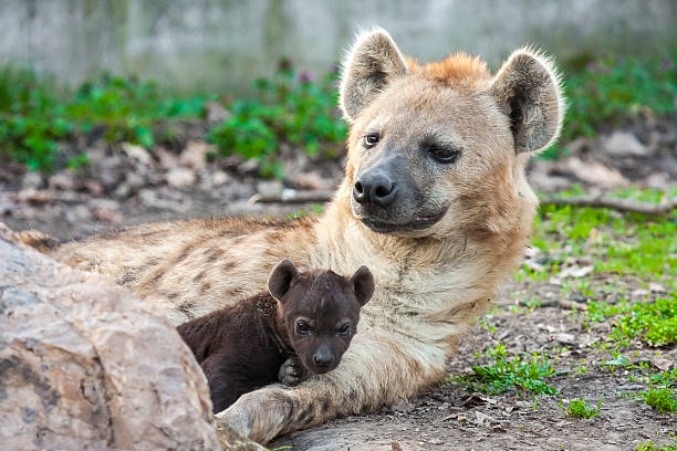 istock Spotted hyena (Crocuta crocuta) baby 488119249