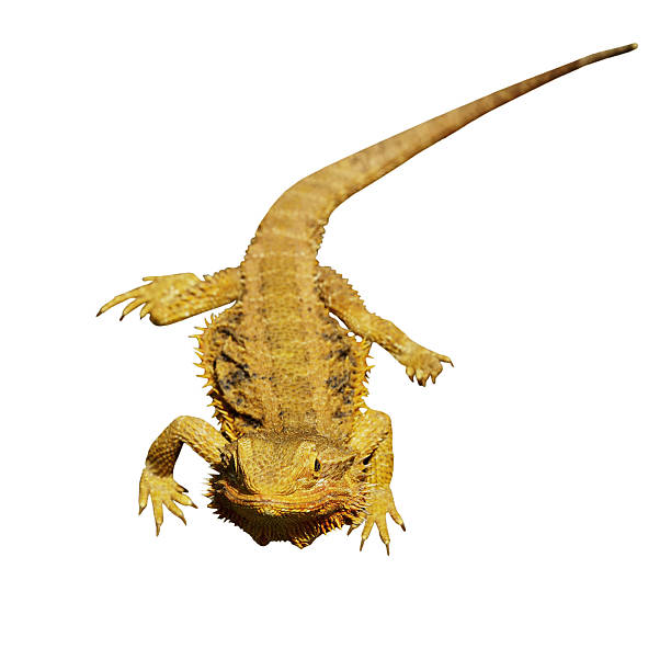 istock bearded dragon or pogona vitticeps isolated on white 488119278