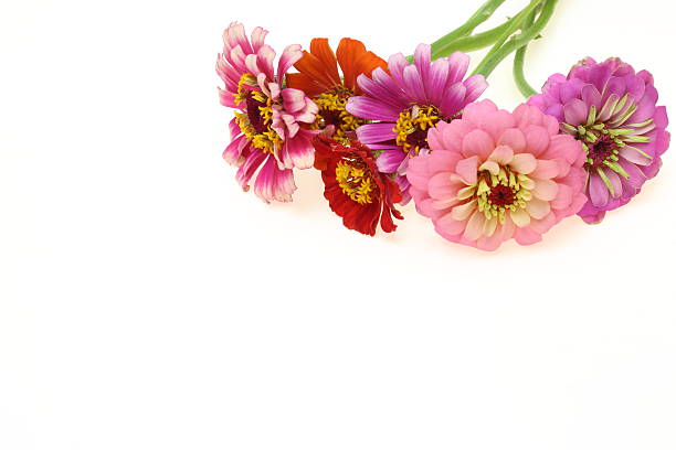 istock Bouquet of zinnia 488119288