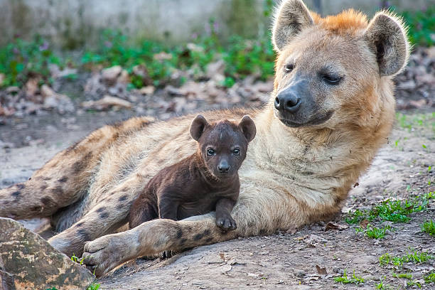 istock Spotted hyena (Crocuta crocuta) baby 488119517