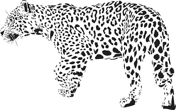 Vector illustration of Jaguar illustration B&W