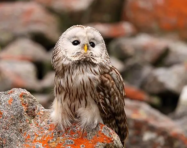 Photo of Ural owl