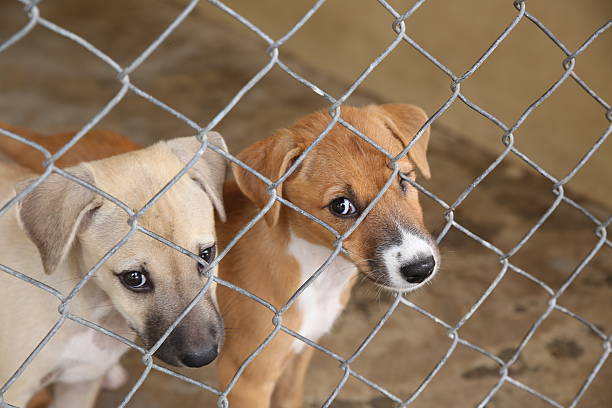 istock Thai dog in cage waiting adopt to new home 488119848