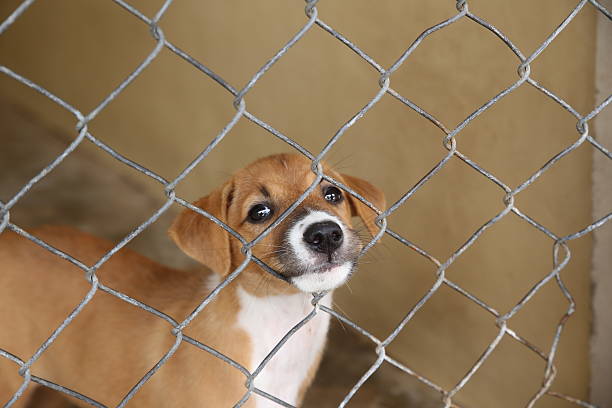 istock Thai dog in cage waiting adopt to new home 488120032