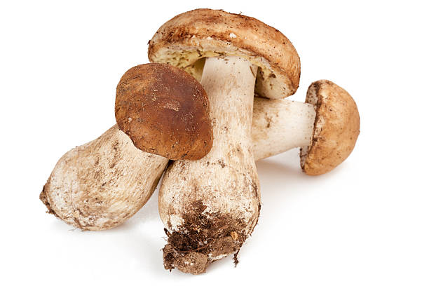 istock porcini mushrooms 488120134