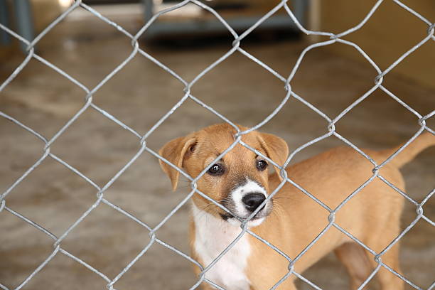 istock Thai dog in cage waiting adopt to new home 488120198