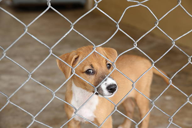 istock Thai dog in cage waiting adopt to new home 488120252