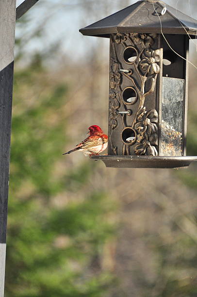 istock House finch 488120343