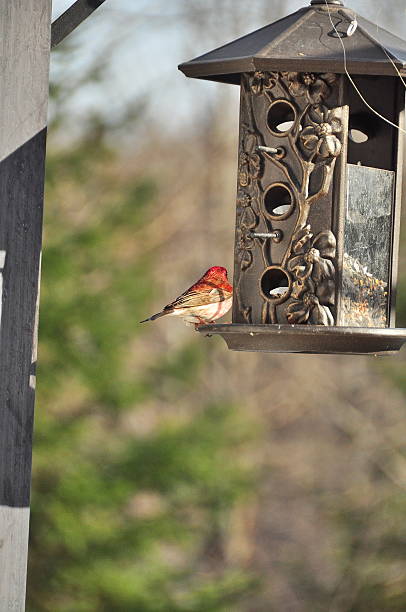 istock House finch 488120523