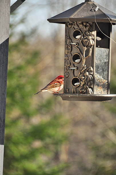 istock House finch 488120659