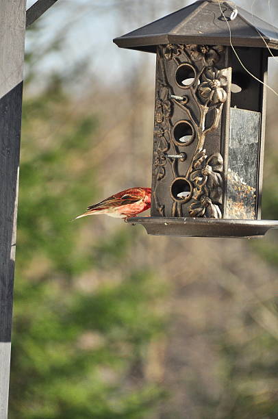 istock House finch 488120723