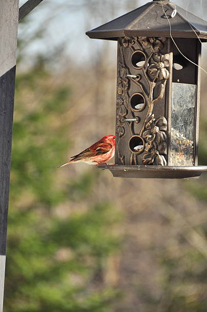 istock House finch 488120757