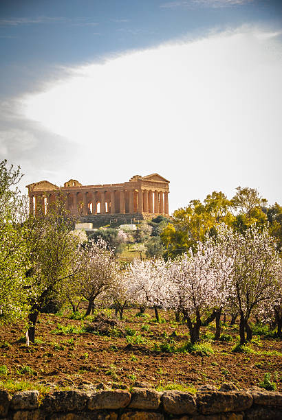 amendoeiras em flor-vale dos templos, agrigento, sicília. - greek culture agrigento landscape colonnade - fotografias e filmes do acervo