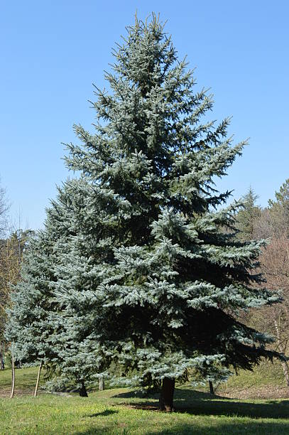 istock Silver fir in the park 488121073