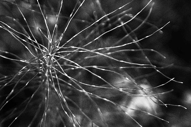 istock Black and white close up of horsetail grass 488121223