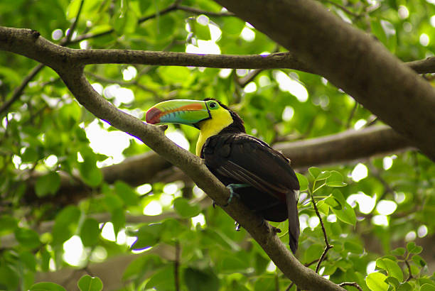 istock toucan in rain forest with tree and foliage, 488121405