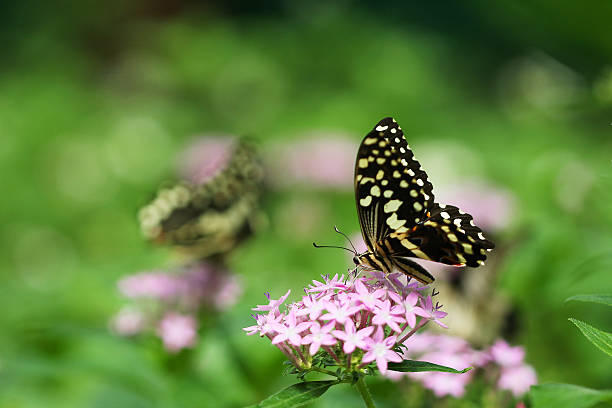 istock Citrus Swallowtail Butterfly 488121809