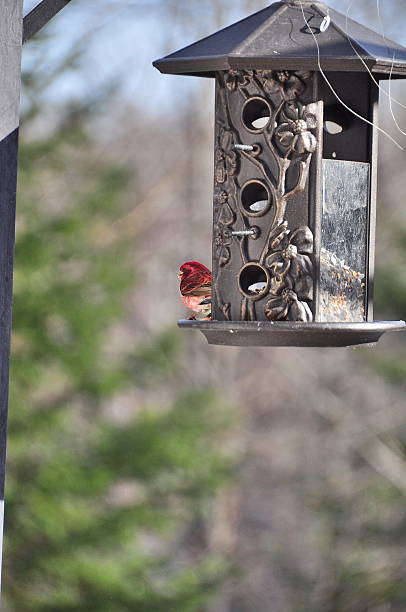 istock House finch 488121847