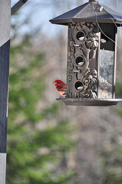 istock House finch 488121851