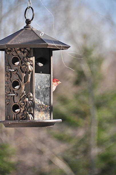 istock House finch 488121859
