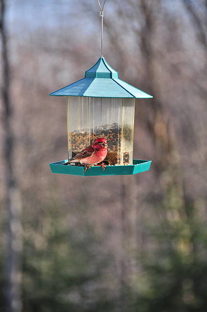 istock House finch 488121865