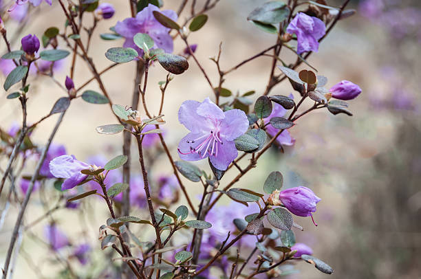 istock magenta flowers shrub 488122077