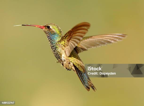 Broad Billed Hummingbird Stock Photo - Download Image Now - Hummingbird, Neon Colored, Painting - Activity