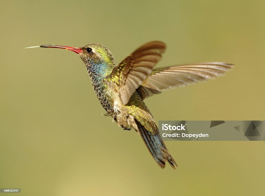 Broad cobradas beija-flor - Foto de stock de Beija-flor royalty-free