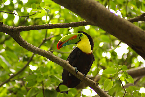 istock toucan in rain forest with tree and foliage, 488122549