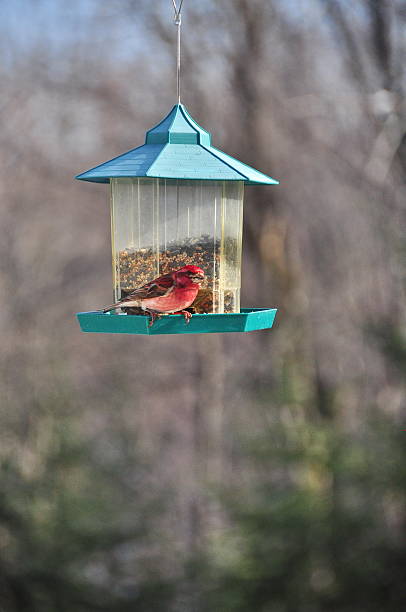 istock House finch 488122853