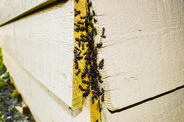 ant nest infestation Ant nest in wood structure infestation photos stock pictures, royalty-free photos & images