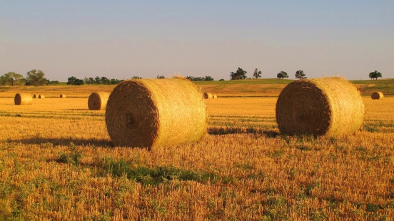 Alfalfa bales shine during summertime in the setting Oklahoma sun.