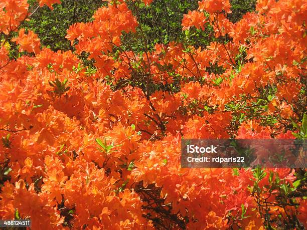 Naranja Azalea Foto de stock y más banco de imágenes de Aire libre - Aire  libre, Arbusto, Azalea - iStock