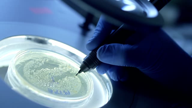 Scientist marking on thick solution in Petri dish