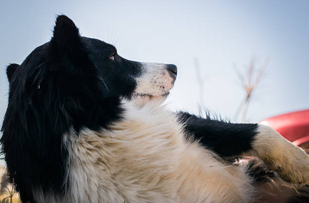 border collie pies gry na trawie - body concious zdjęcia i obrazy z banku zdjęć