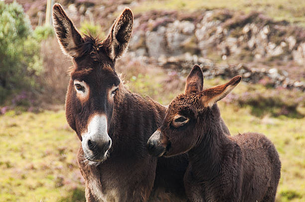 istock Mother and baby donkey 488143700