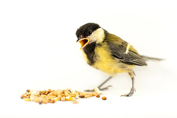 Great tit Parus major, isolated on white sparrow photos stock pictures, royalty-free photos & images