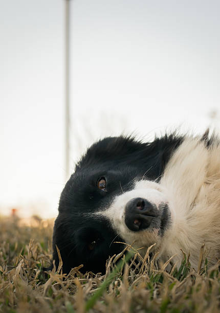 istock Border Collie dog playing on the grass 488145208
