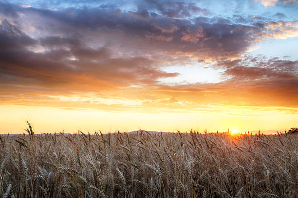 istock Agriculture, golden field with wheat 488145308