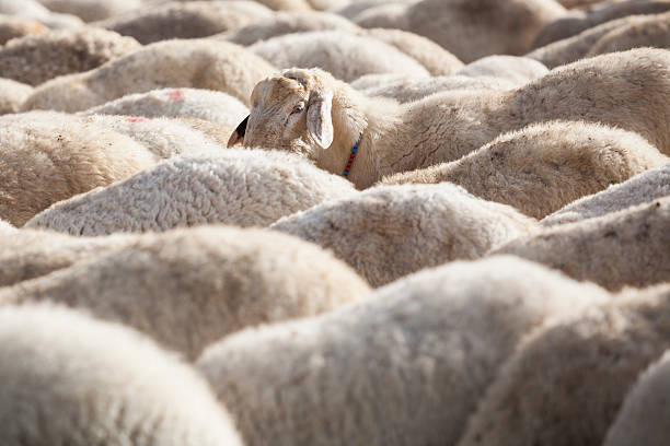 groupe de musique de stock à la vente comme on pense d'animal - lamb photography color image horizontal photos et images de collection