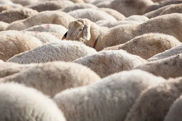 Photo of Group of live stock for sale as a sacrificial animal