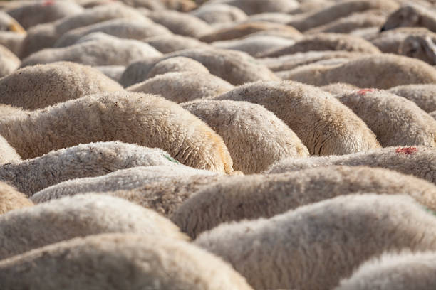 DSLR photo of back of flock of sheep as background.The heads of sheep are hidden, only their back is seen in frame.No people seen either.The photo was shot with a full frame DSLR camera in daylight during Feast of the Sacrifice (in Turkish: Kurban Bayrami, in Arabic: Eid Al-Adha) in Turkey.