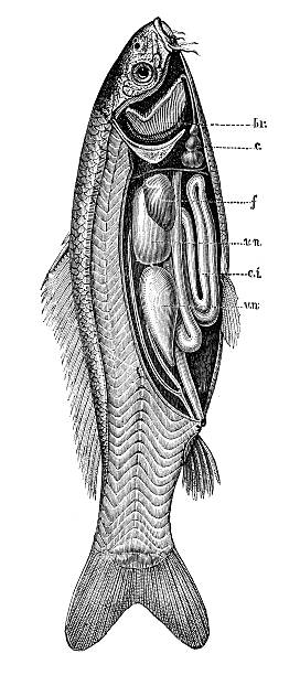 istock Antique illustration of organ of fish (carp) 488147122