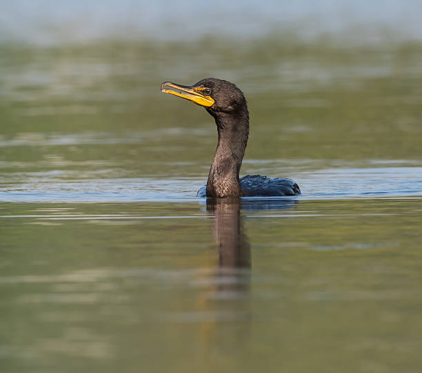 istock Double-crested Cormorant  Swimming , Closeup 488147660