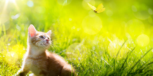 istock Art  little kitten  hunting a butterfly 488150090