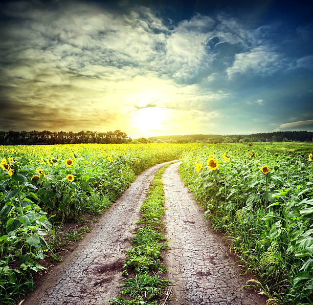 istock Country road among sunflowers 488150314