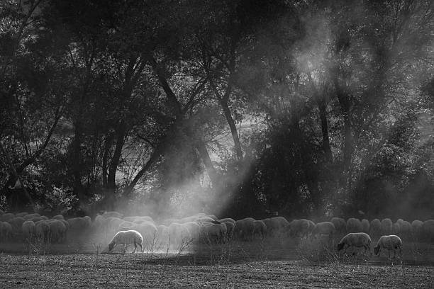 The black and white photo is depicting the sun shining through the branches of a tree and falling on a lamb among flock of herding livestock . Some sheep are also present in the image.The photo was shot close to Kurban Bayrami in Turkey.Feast of the Sacrifice (in Turkish: Kurban Bayrami, in Arabic: Eid Al-Adha) is an important religious holiday celebrated by Muslims.